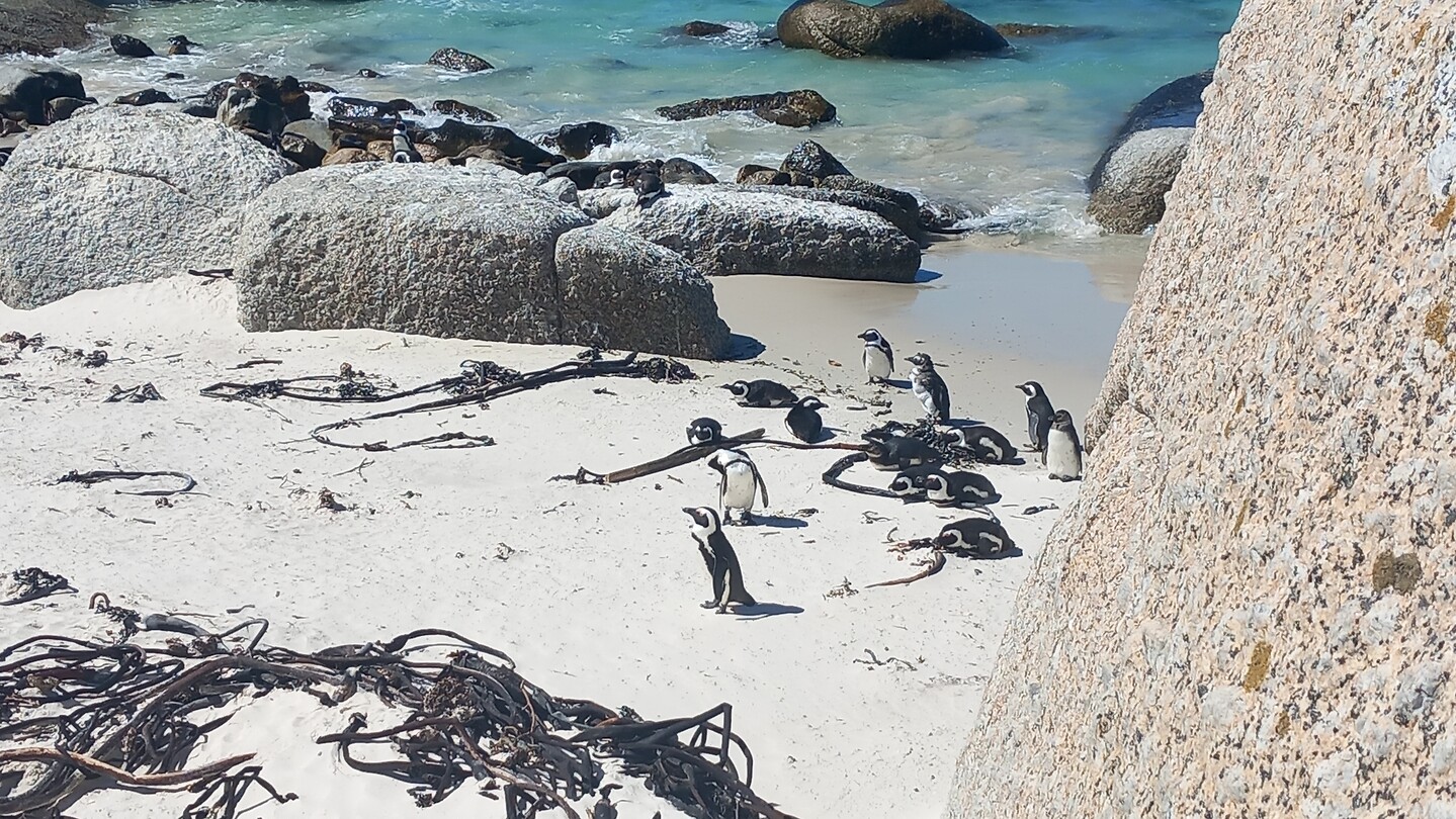 Pinguïns bij Simonstown