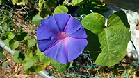 Dagwinde (Ipomoea purpurea)