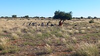 Maraboes in de Kalahari