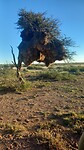 Vogelnest