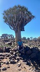 Kajuitzanger bij kokerboom