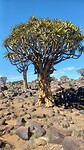 Kokerboom