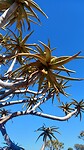 Blad van een kokerboom.