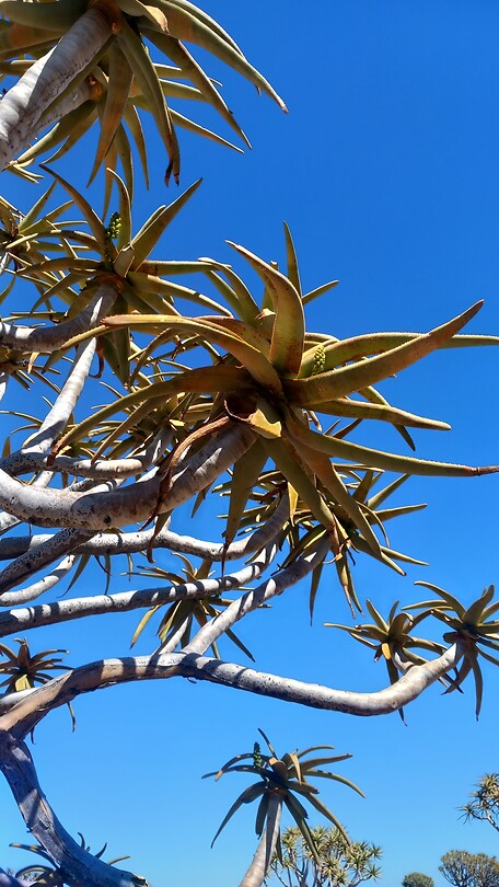 Blad van een kokerboom.