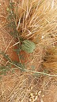 Desert melon