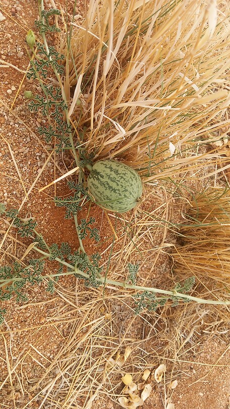 Desert melon