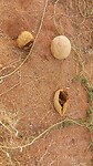 Uitgeholde desert melon