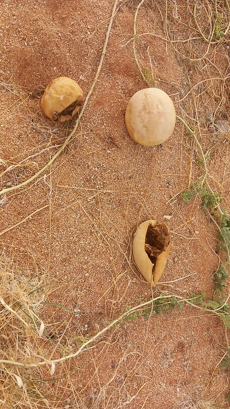 Uitgeholde desert melon