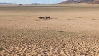 Wilde paarden in de Namib woestijn
