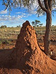 Termietenheuvel in de Kalahari woestijn