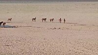 Wilde paarden in de Namib woestijn
