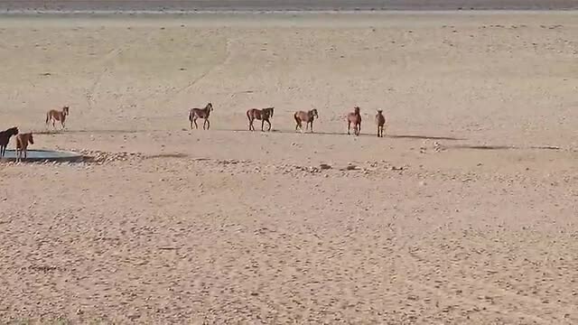 Wilde paarden in de Namib woestijn