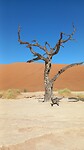 Dead Vlei