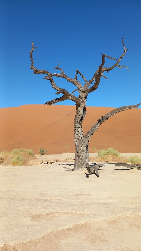 Dead Vlei
