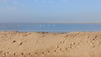 Flamingo's in de verte