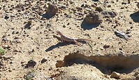 Een female rock agama lizard