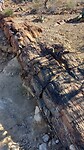 Versteend hout