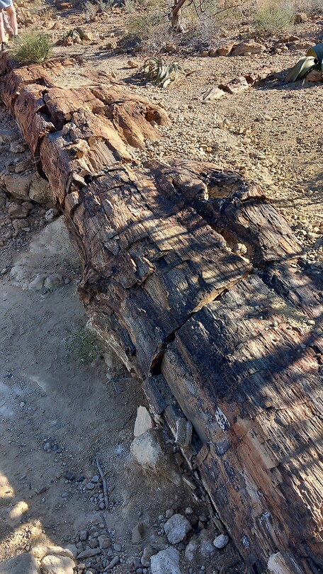 Versteend hout