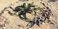 Welwitschia plant