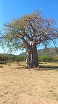 Baobab boom