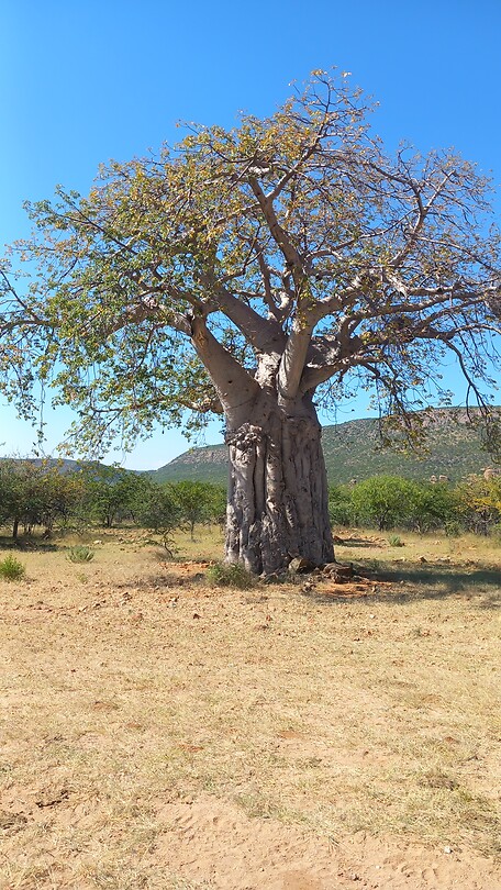 Baobab boom