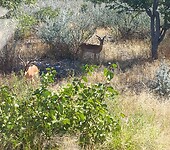 Impala's