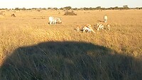 Zebra's en springbokkies