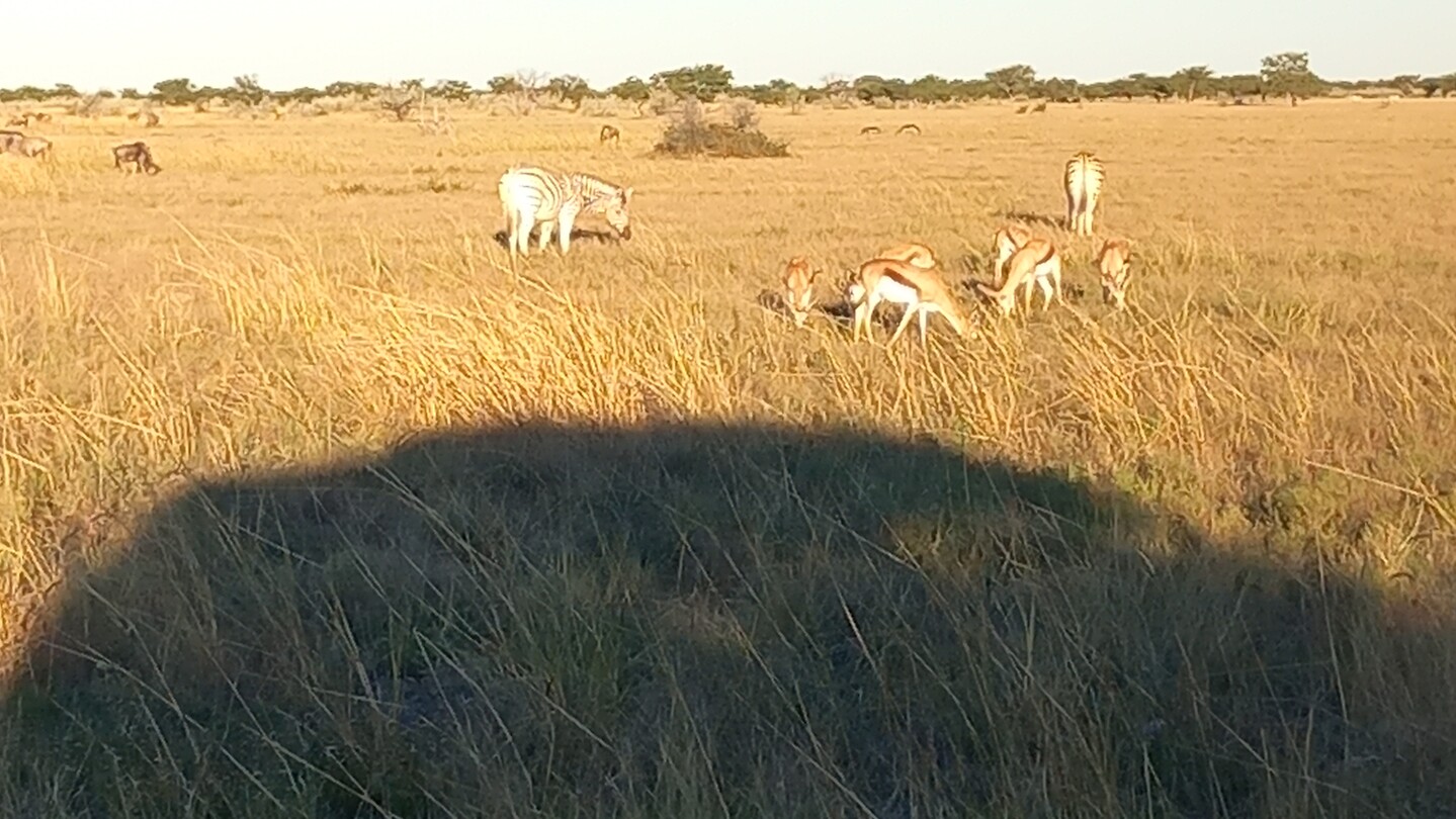Zebra's en springbokkies