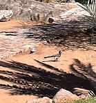 Neushoornvogel