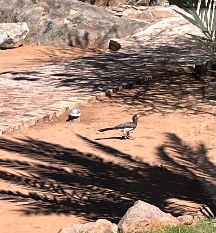 Neushoornvogel