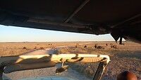 Vanuit de jeep. Een kudde gnoes