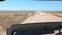 Overstekende zebra's