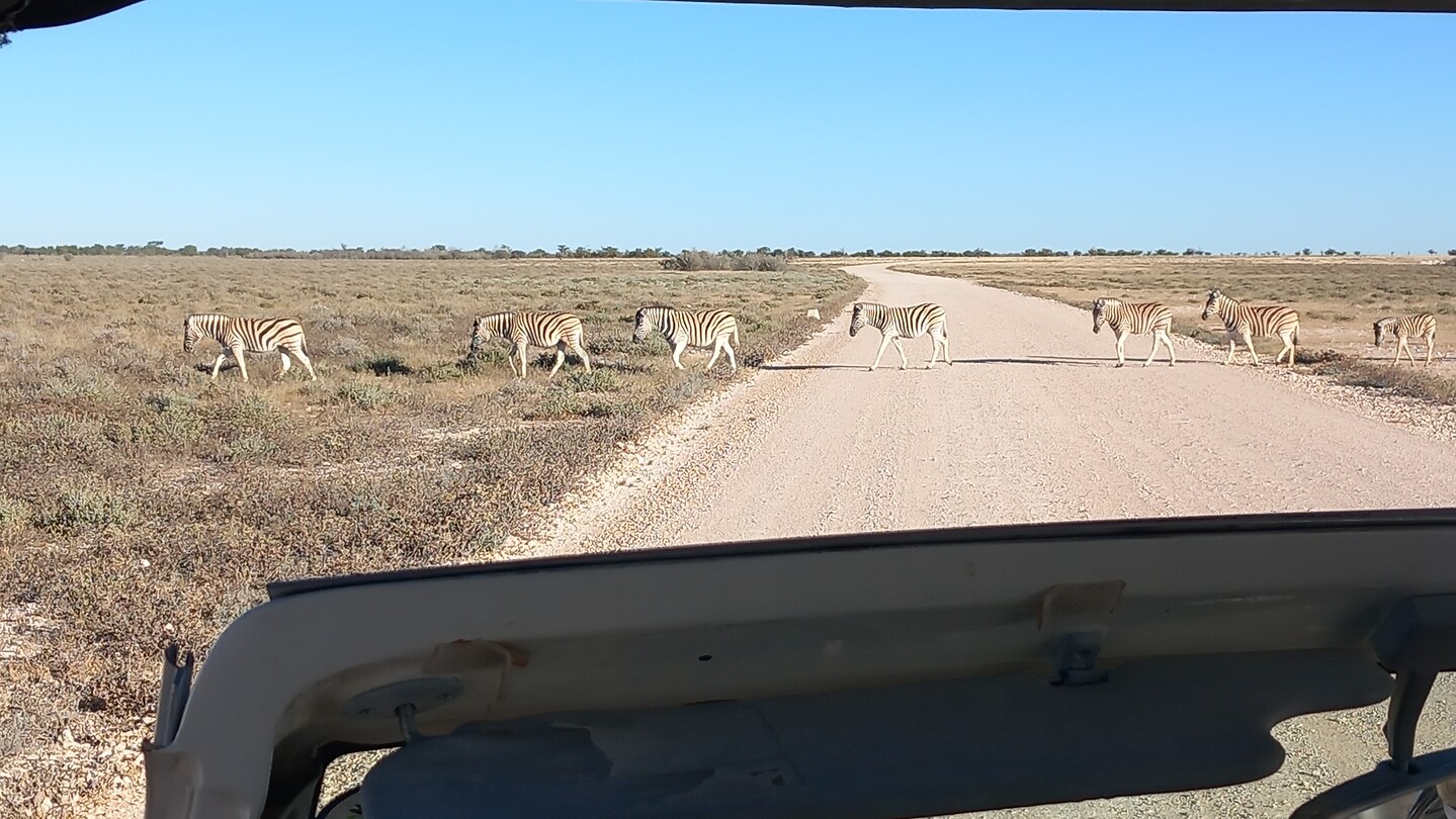 Overstekende zebra's