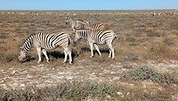 Zebra's