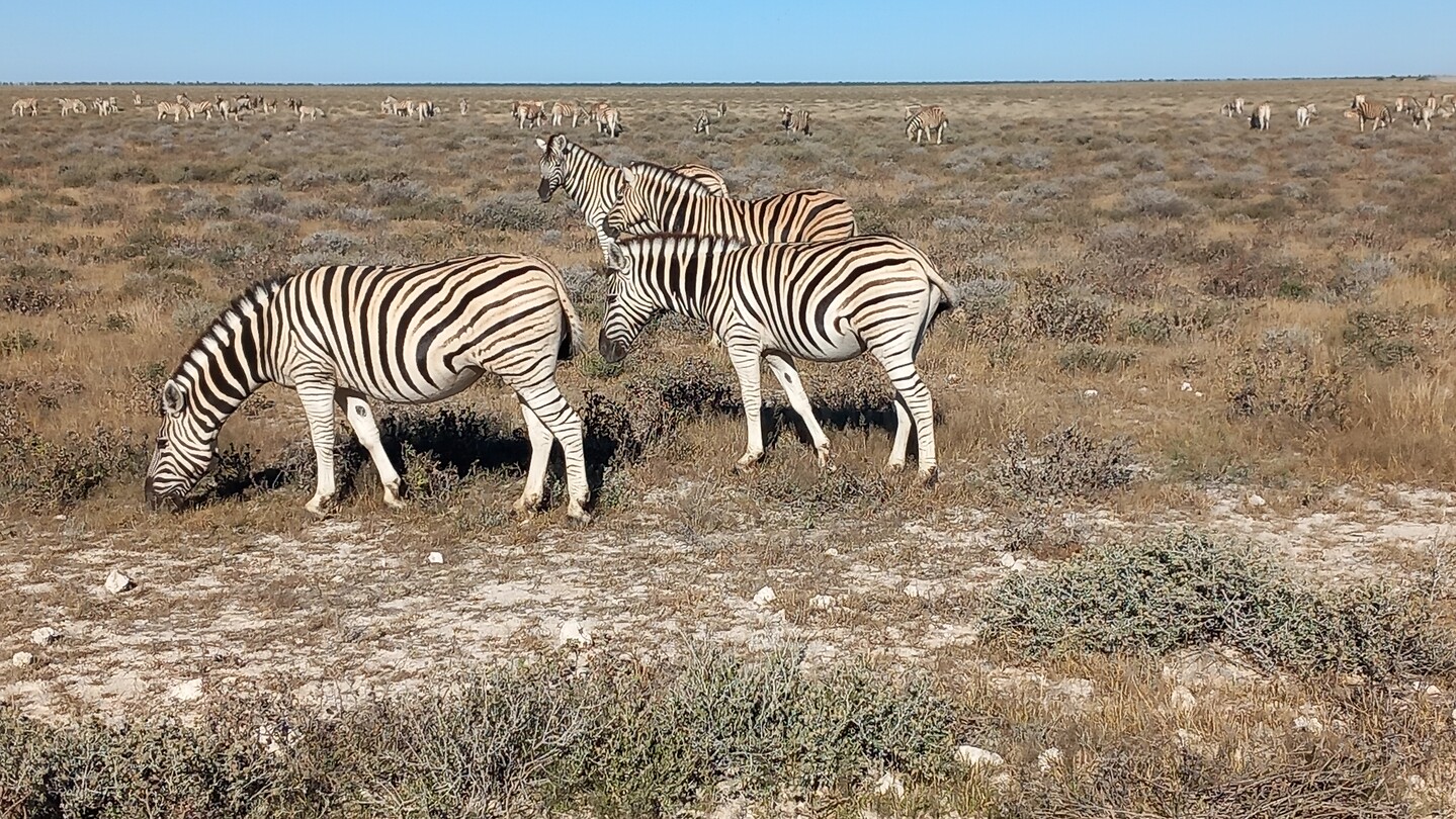 Zebra's