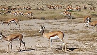 Springbokken