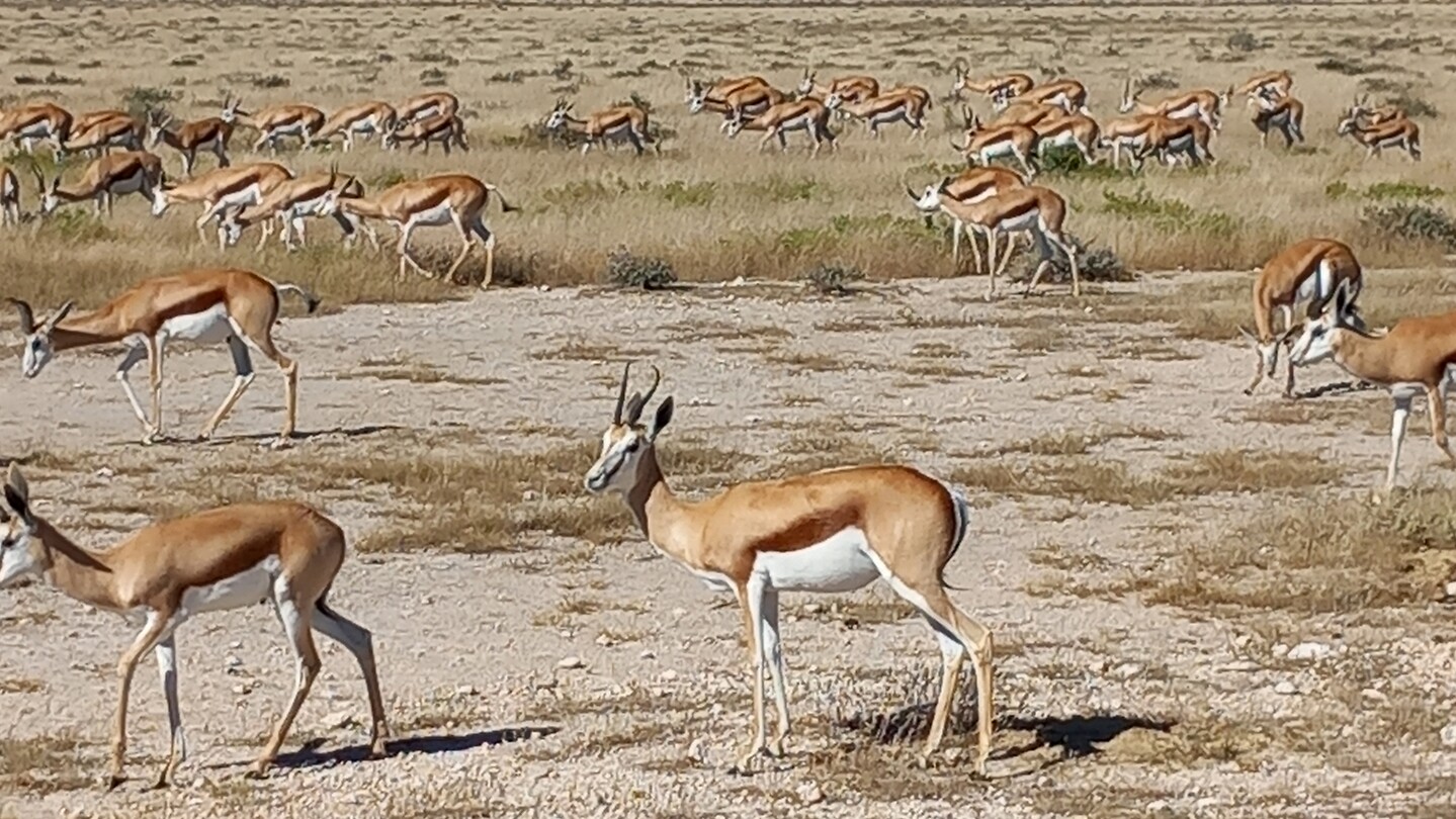Springbokken