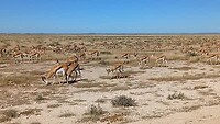 Overstekende springbokken