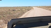 Overstekende zebra's