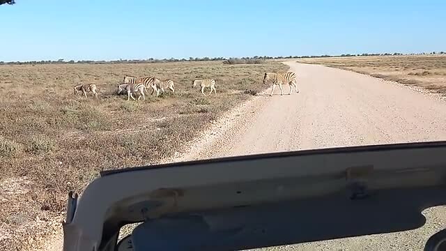 Overstekende zebra's