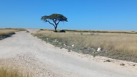 Etosha Nationaal Park