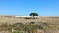 De grote zoutpannen in Etosha NP