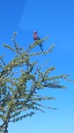 Etosha NP