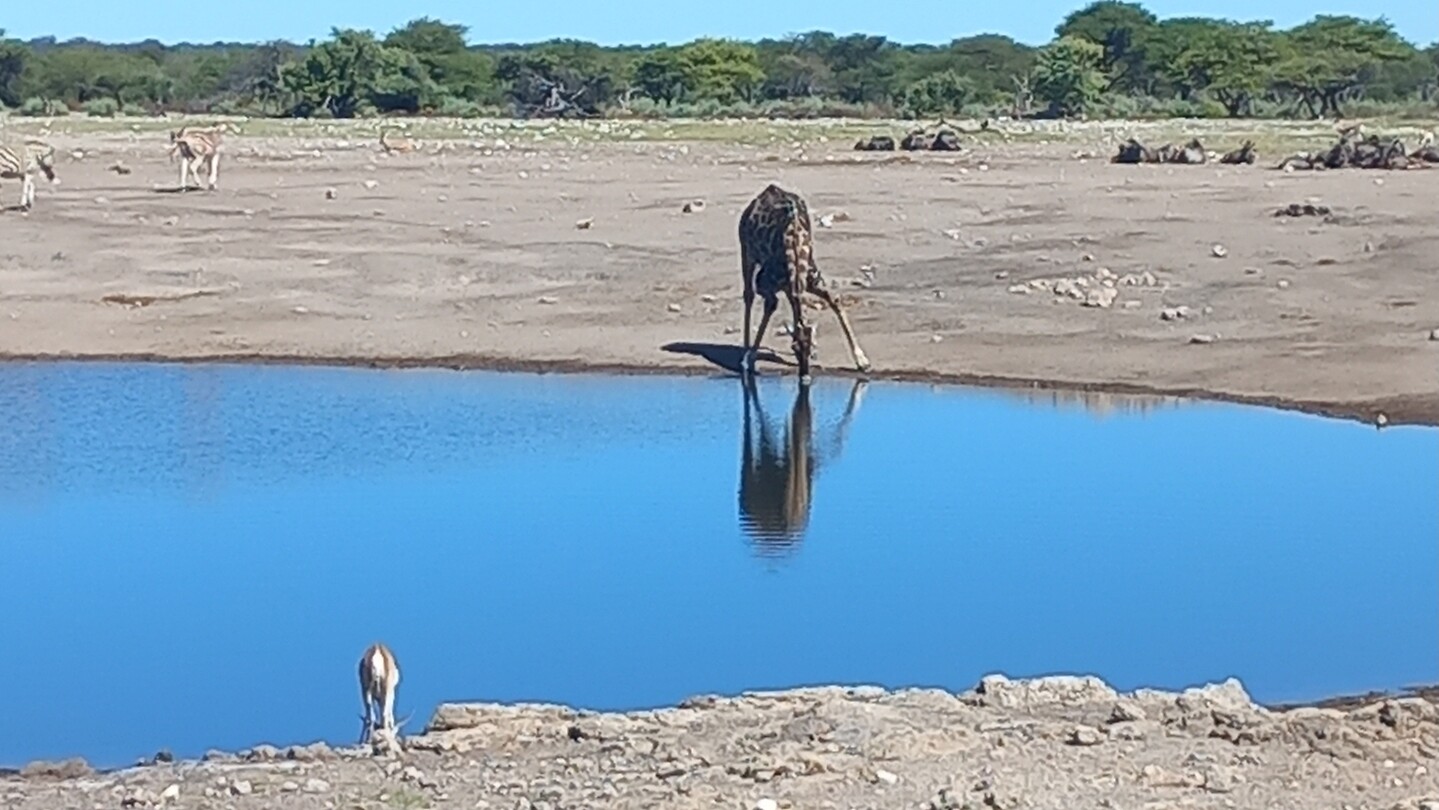 Drinkende giraf in het Etosha NP