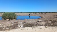 Drinkende giraf in het Etosha NP