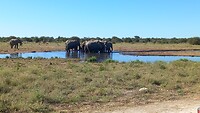 Drinkende en badend olifanten in het Etosha NP