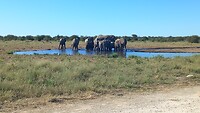 Drinkende en badend olifanten in het Etosha NP