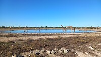 Giraffen, zebra's, gnoes, springbokken bij waterplas