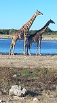 Paartje giraffen in Etosha NP