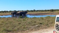 Drinkende en badend olifanten in het Etosha NP